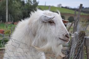 white humble goat on a farm