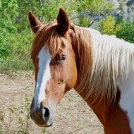 white brown horse