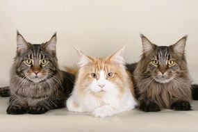 Three Cats