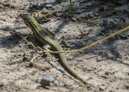 Wall Lizard in the wildlife