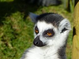 lemur on a sunny day close up