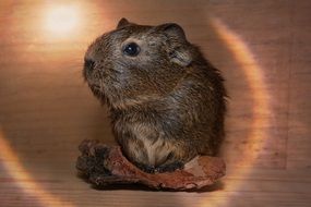 guinea pig on a wooden board