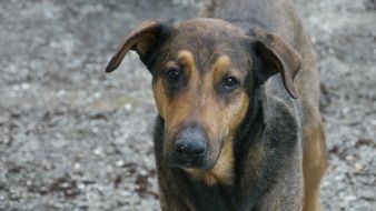 tender domestic dog