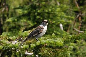 Bird on the branch