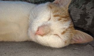 white cat sleeping on the floor