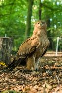 bird of prey in the forest