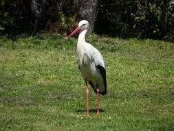 long legged white stork in the wild