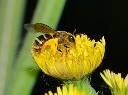 insect with wings on a bright yellow flower close up