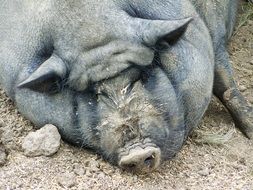 fat grey pig