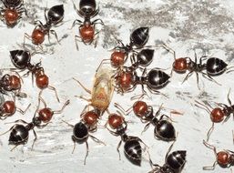 ants with their prey