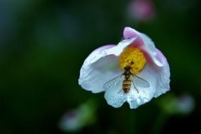 wasp on a white flower close-up on blurred background