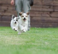 small dogs run on green grass