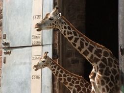 Picture of small and tall Giraffes