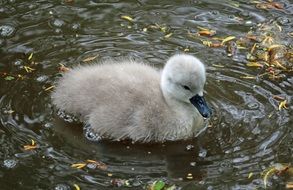 Signet Baby Swan