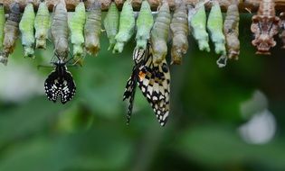 green cocoons and just hatched butterflies