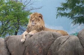 lion resting on the rock