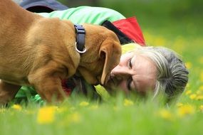 young french mastiff in the park