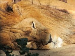lion with beautiful mane is resting in the zoo