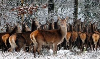 deer in the winter forest