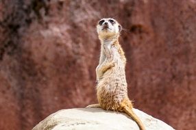 meerkat stands on a stone