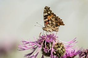 butterfly sitting on a purple flower