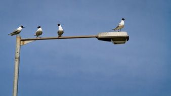 seagulls sit on a street lamp