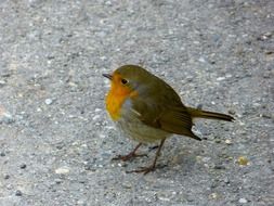 robin on the road close-up