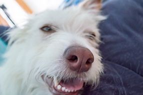 white dog on the sofa closeup