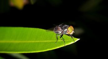 Fly on the green leaf at night