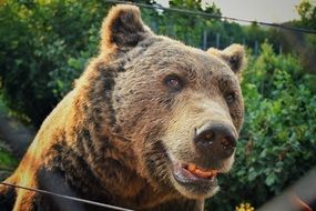 smiling zoo bear, croatia