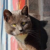 cute well-groomed cat