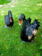 black Mourning Swan pair portrait