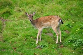 little deer stands on green grass