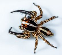 isolated exotic jumping spider