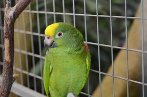 Green Macaw Parrotin cage