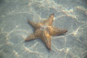 starfish is under water