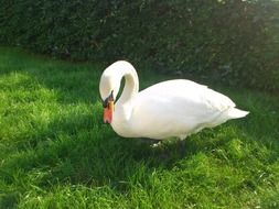 white swan on green meadow