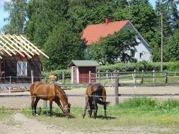 two horses on a farm in Finland