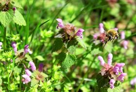 bees on flowers with green leaves in the garden