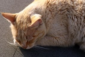 red cat in the sun close up