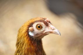 brown hen head, side view, close up