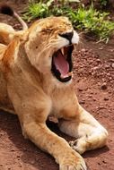 Lion on the ground with a open mouth