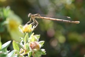dragonfly near a green plant in nature