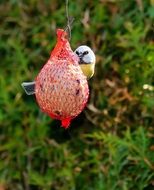 small tit eating from fat ball