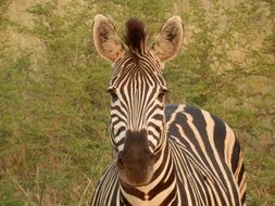 Zebra in Africa