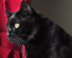 lovely Black Cat close-up