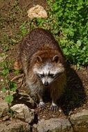 fluffy wild raccoon in the park