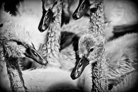 many ducklings in black and white image