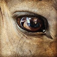 The Horse Eye Close Up