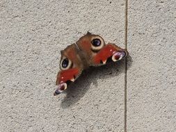 Butterfly on the wall